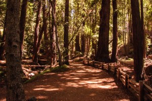 Big Sur State Park-1