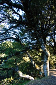 Castle Rock State Park (1 of 13)