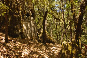 Castle Rock State Park (12 of 13)