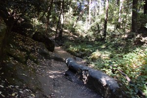 Castle Rock State Park (3 of 13)