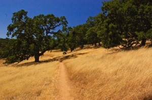 Henry Coe State Park (13 of 15)