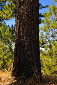 Henry Coe State Park (7 of 15)