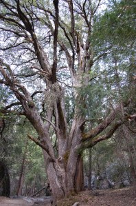 California 2008 (194)