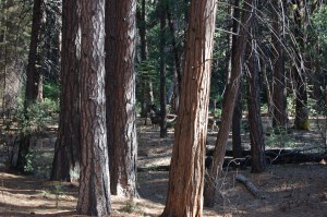 California 2008 (293)