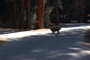 California 2008 (297)