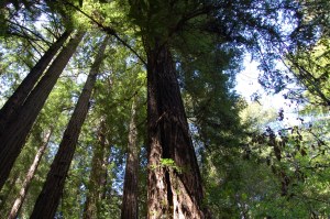 California 2008 (559)