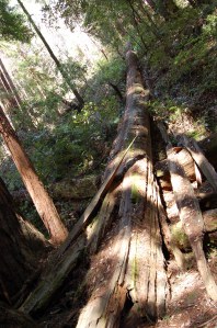 California 2008 (572)