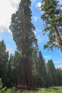 Sequoia Kings Canyon-1062