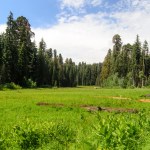 Sequoia Kings Canyon-865