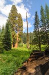Sequoia Kings Canyon-899