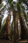 Sequoia Kings Canyon-946