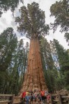 Sequoia Kings Canyon-1127-2