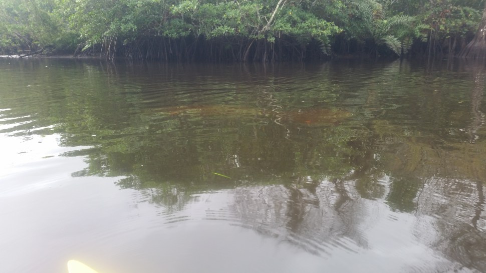 Loxahatchee River-6.jpg