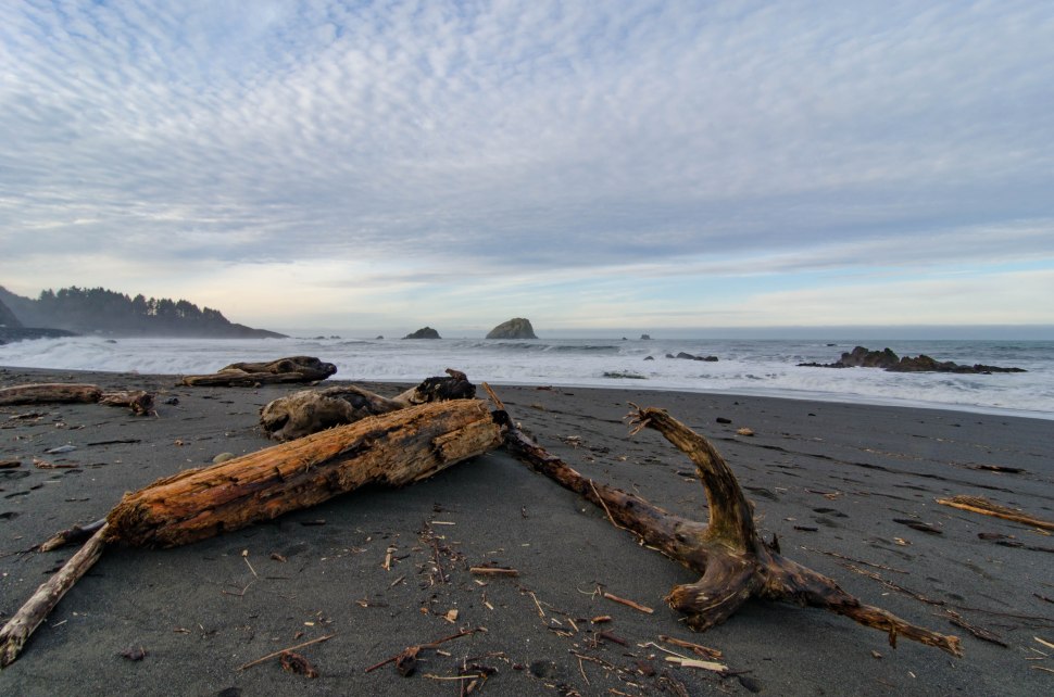 Redwood NPS Misc-14.jpg