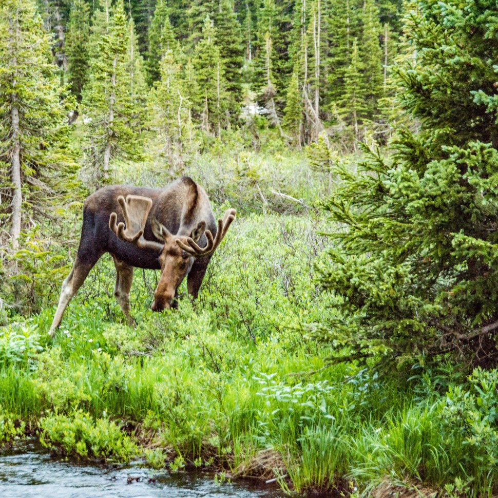 Lake Isabelle Hike-237.jpg