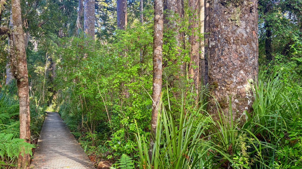 A forest pathway surrounded by tall trees and lush greenery, featuring a boardwalk leading through the dense foliage.